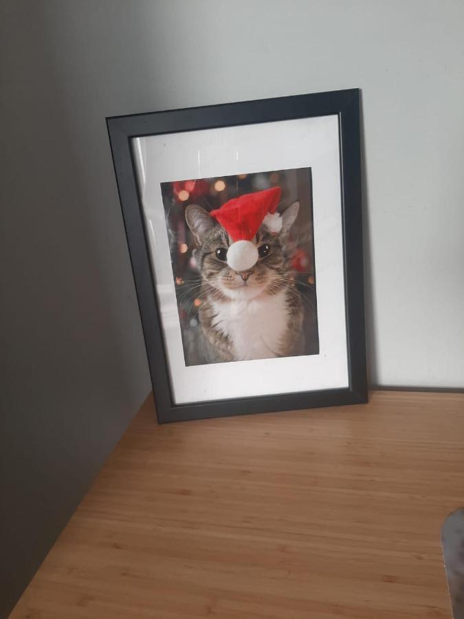 Apartamenty Koci Ogon Stary Toruń Extérieur photo